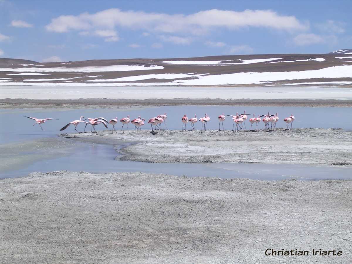 Imagen: Laguna Brava